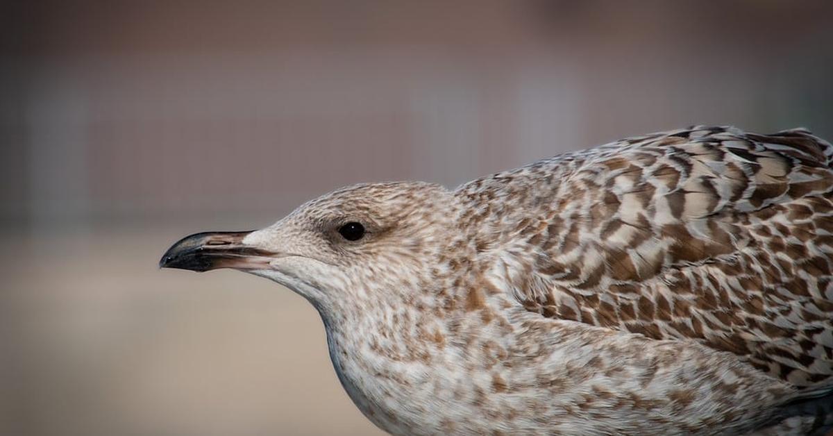 The majestic Herring Gull, also called Burung Camar Herring in Indonesia, in its glory.