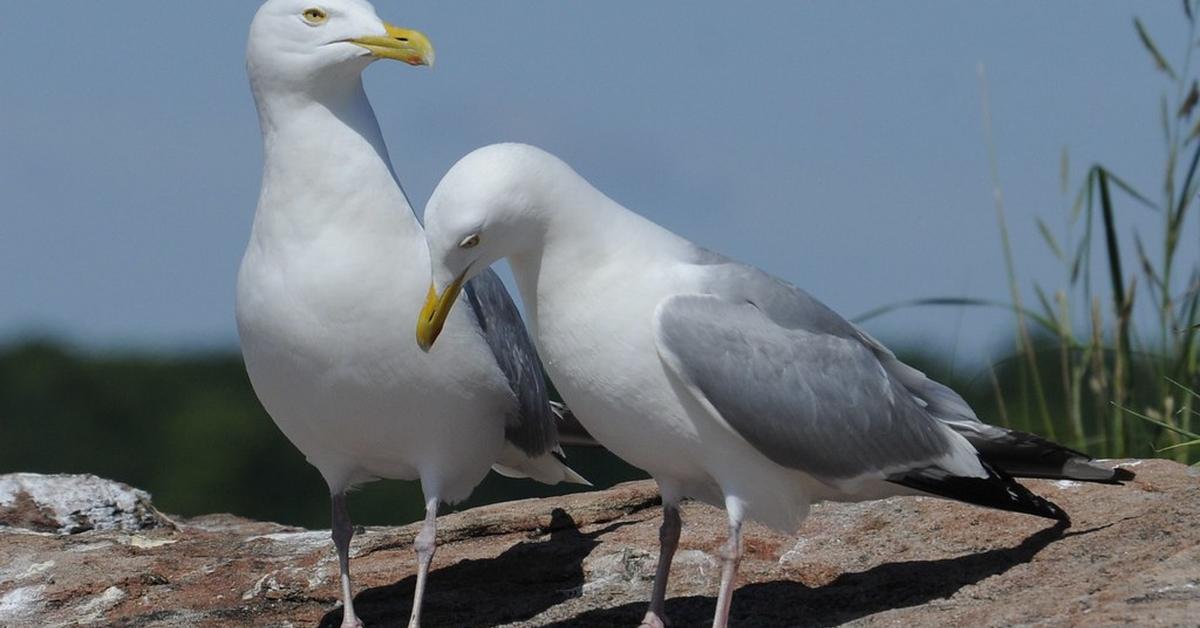 Striking appearance of the Herring Gull, known in scientific circles as Larus Smithsonianus.