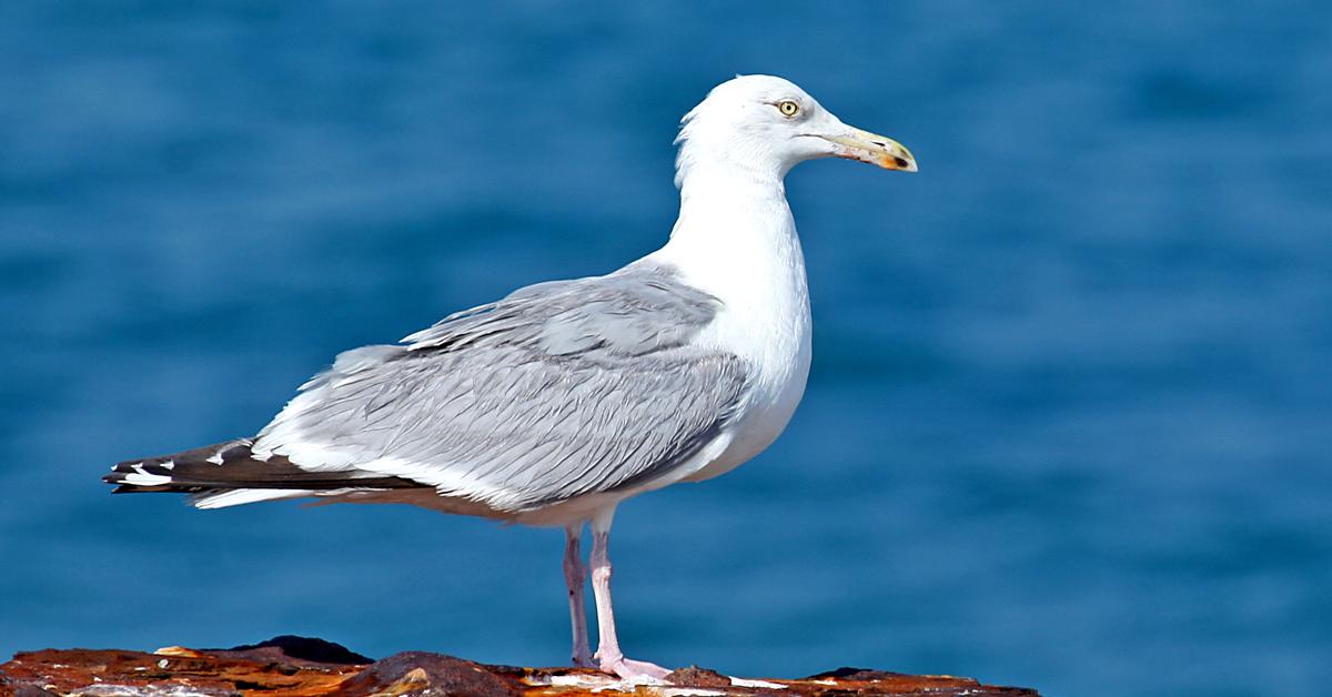 The Herring Gull, a beautiful species also known as Burung Camar Herring in Bahasa Indonesia.