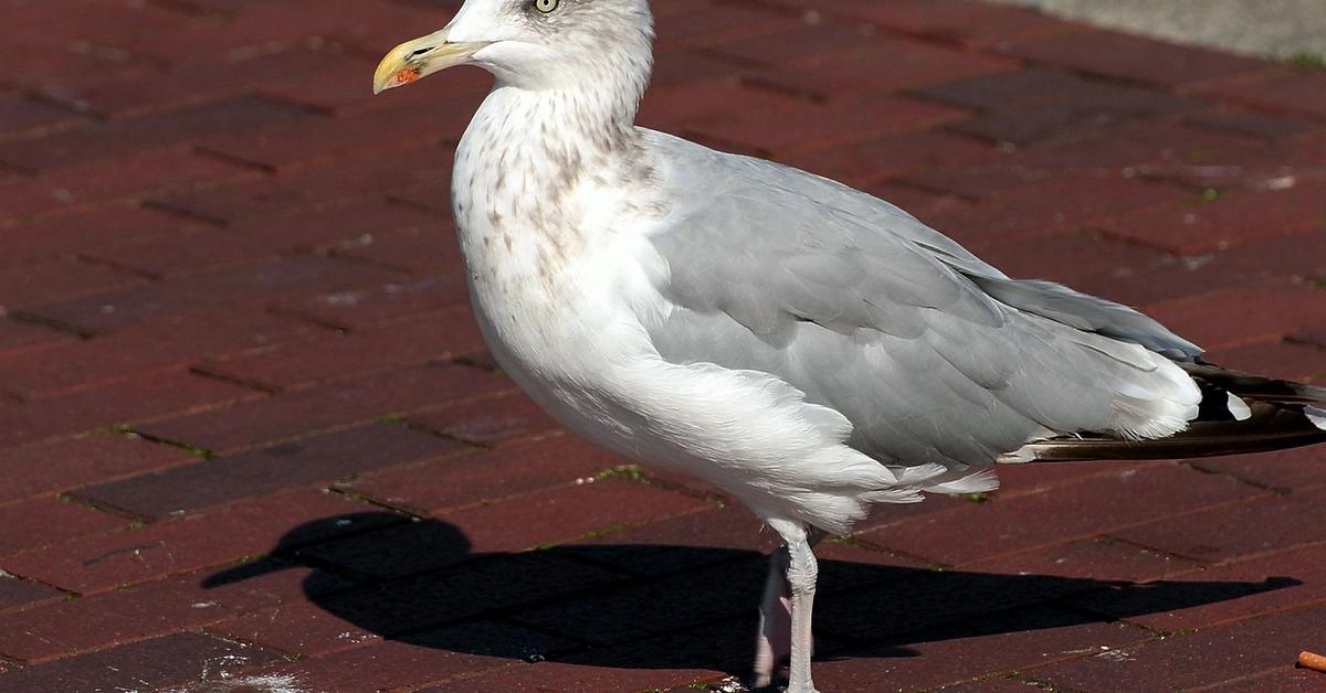 Unique portrayal of the Herring Gull, also called Burung Camar Herring in Bahasa Indonesia.