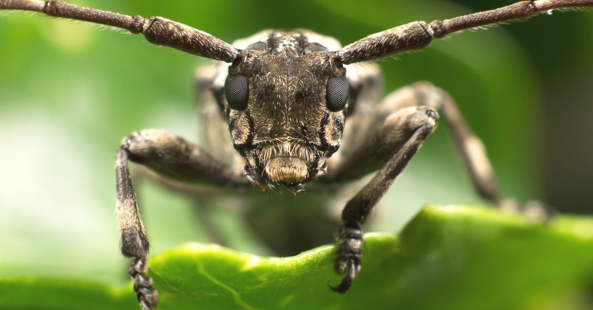 Stunning depiction of Horned Beetle, also referred to as Scarabaeidae.