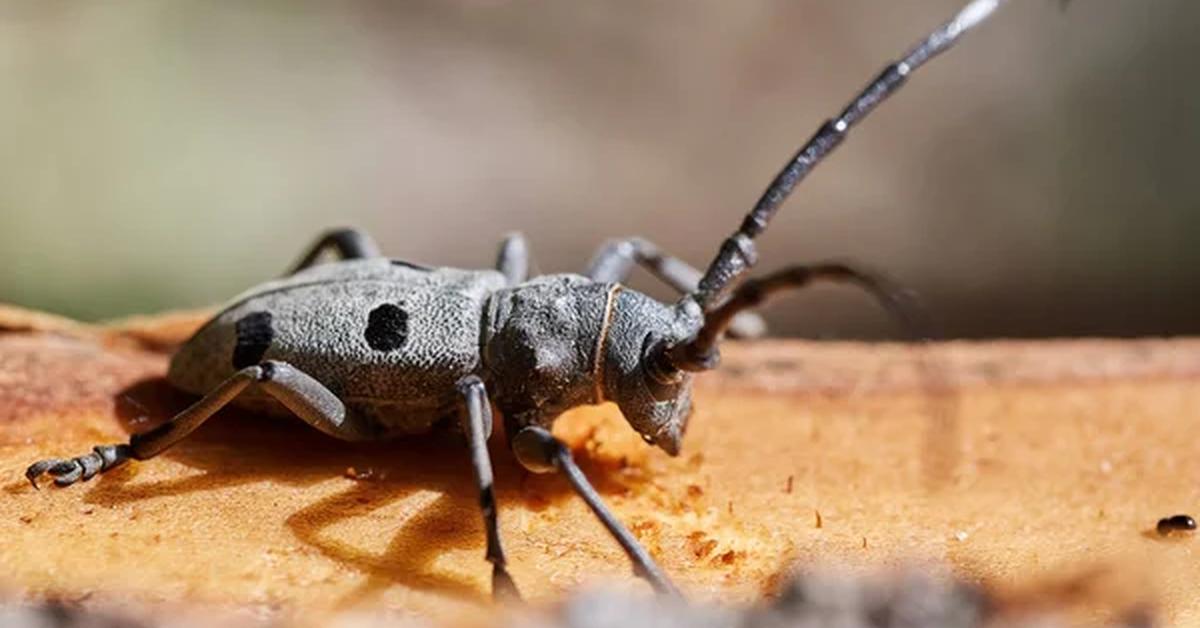 Portrait of a Horned Beetle, a creature known scientifically as Scarabaeidae.