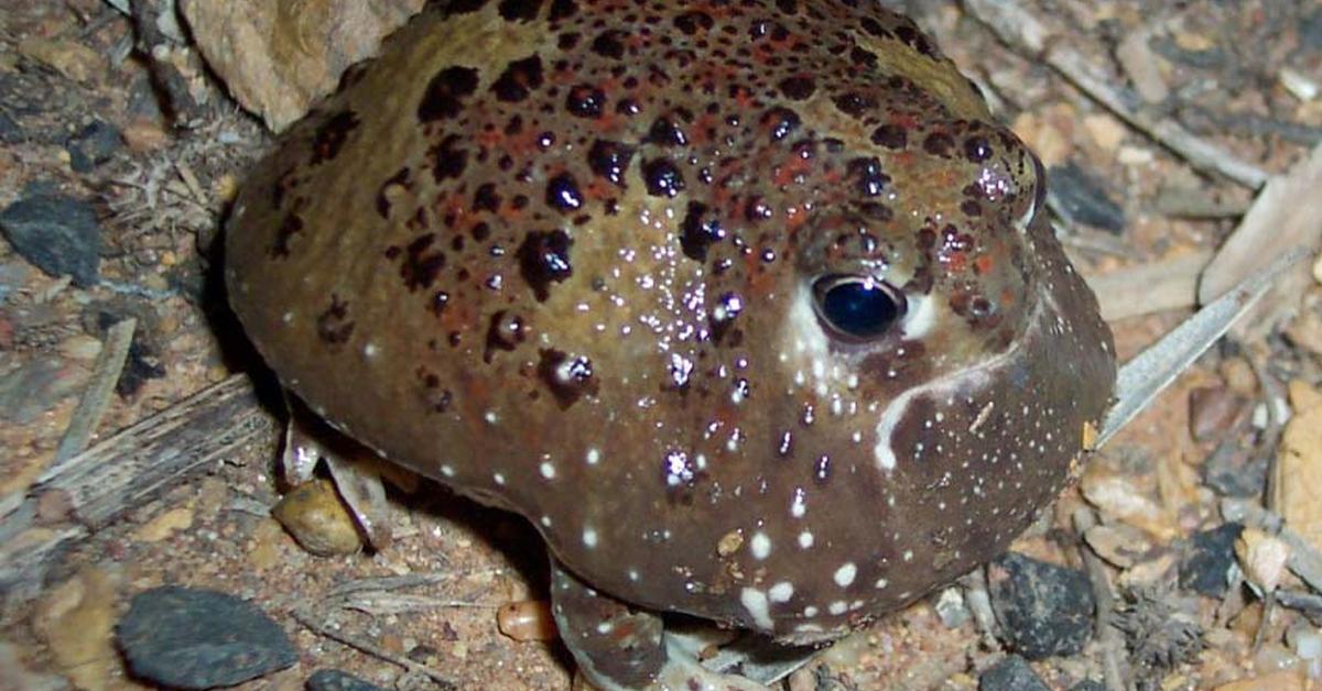 The Holy Cross Frog in its natural beauty, locally called Katak Salib Suci.