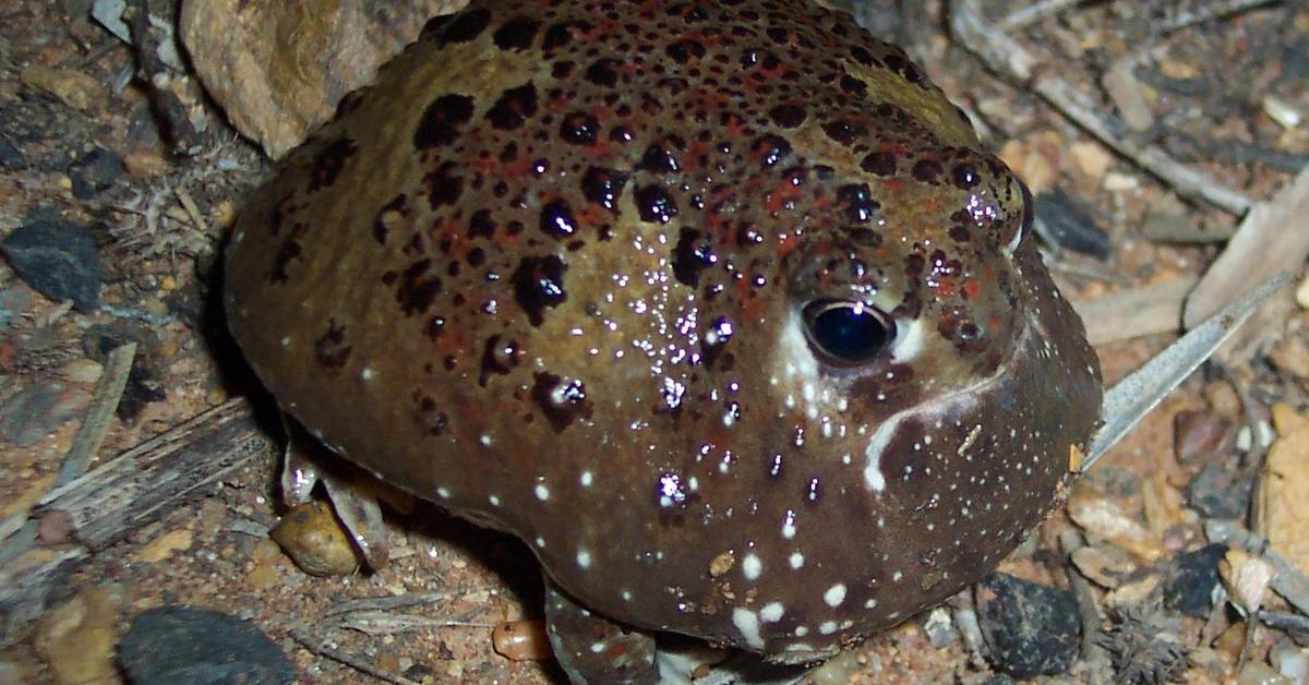 Distinctive Holy Cross Frog, in Indonesia known as Katak Salib Suci, captured in this image.