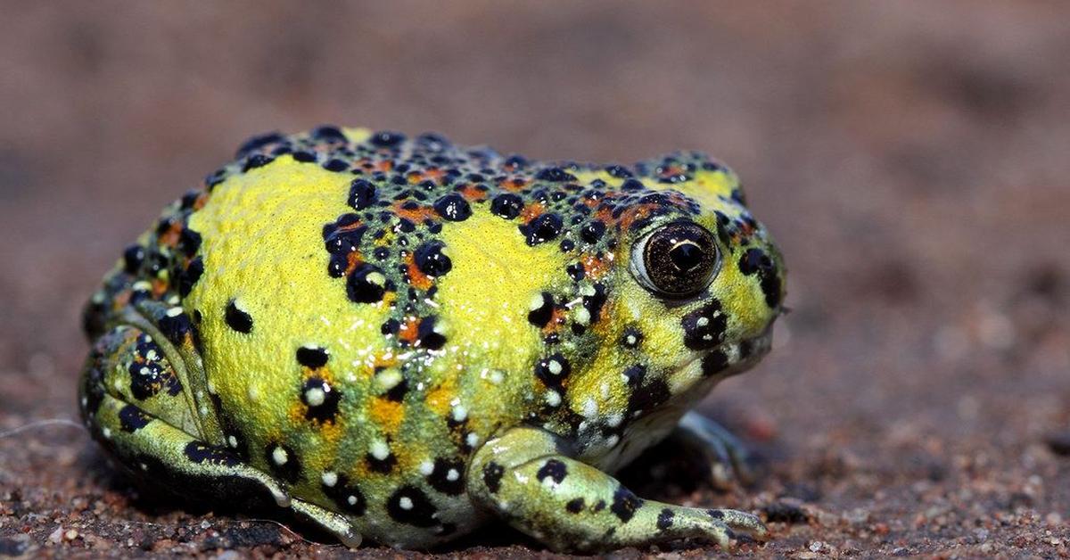 Captured elegance of the Holy Cross Frog, known in Indonesia as Katak Salib Suci.