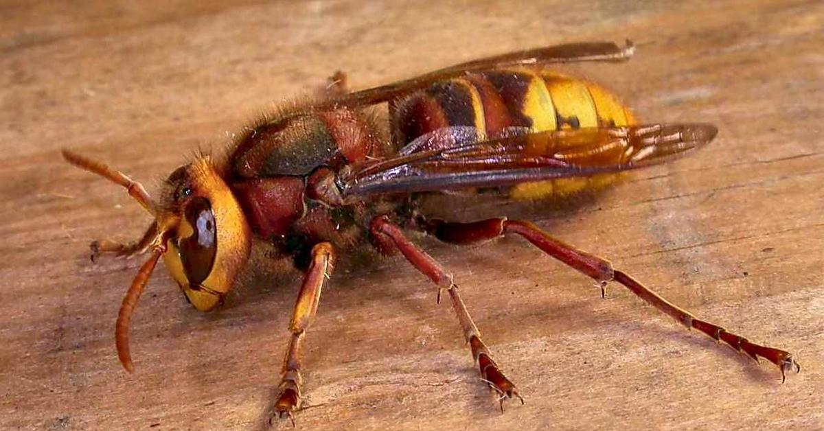 Portrait of a Hornet, a creature known scientifically as Vespidae.