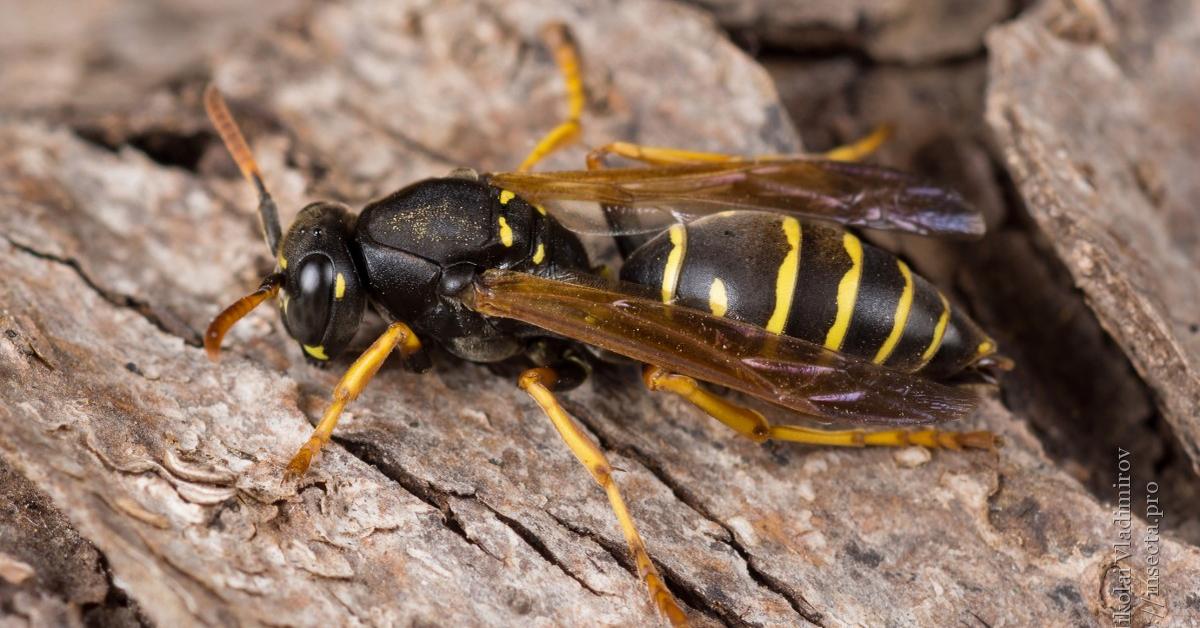 Elegant portrayal of the Hornet, also known as Vespidae.