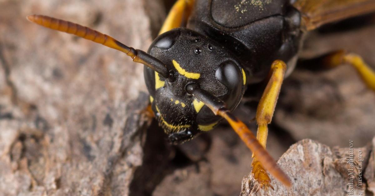 Image of the Hornet (Vespidae), popular in Indonesia as Tawon.