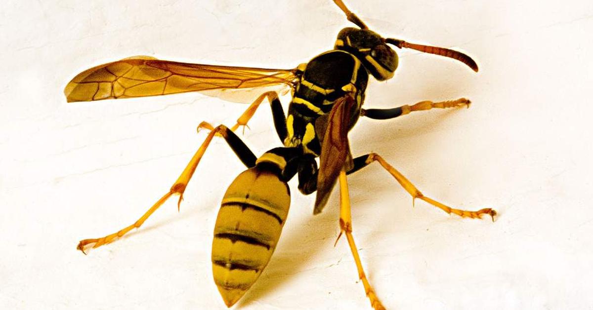 Image showcasing the Hornet, known in Indonesia as Tawon.