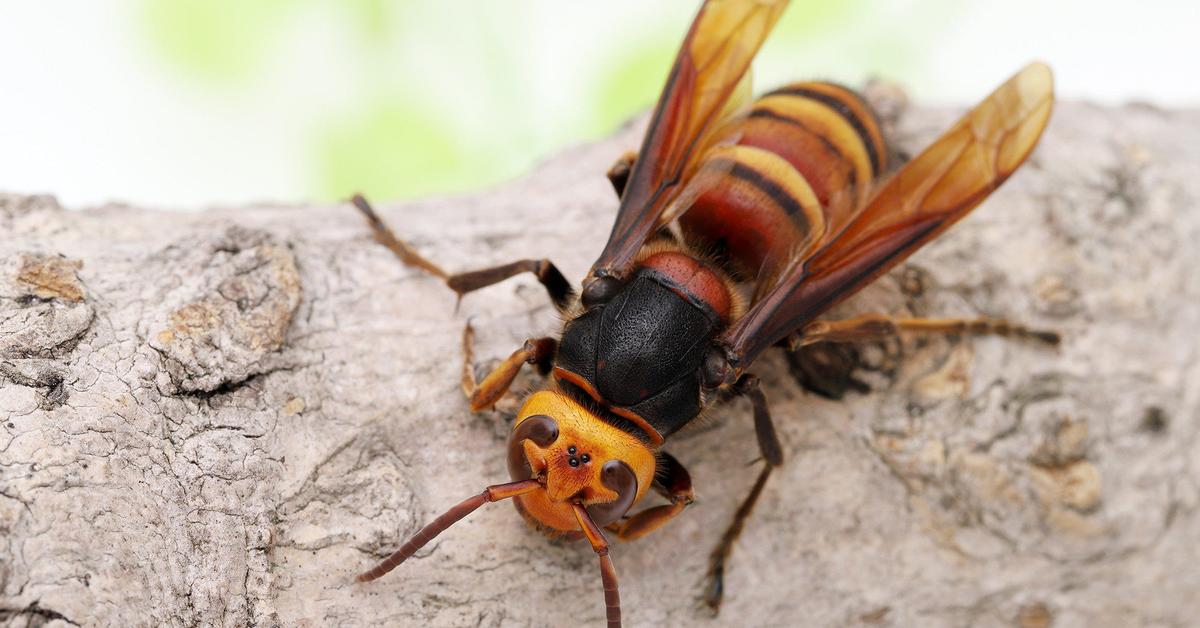 Captivating shot of the Hornet, or Tawon in Bahasa Indonesia.