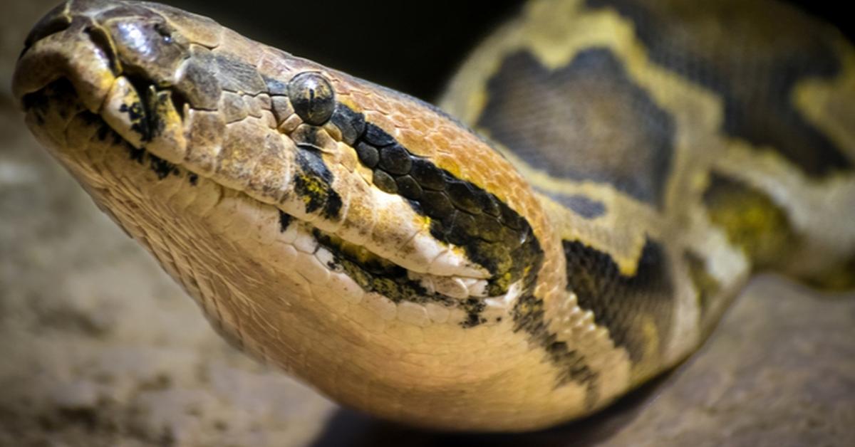 Captured beauty of the Indian Python, or Python molurus in the scientific world.