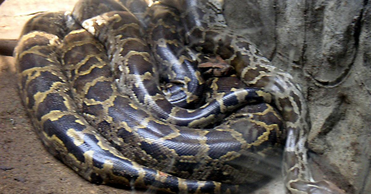 Graceful Indian Python, a creature with the scientific name Python molurus.