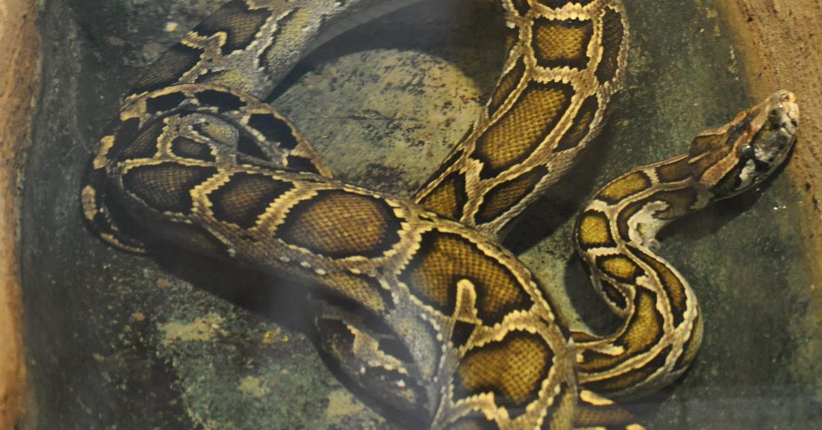 Visual of Indian Python, or Piton India in Indonesian, showcasing its beauty.