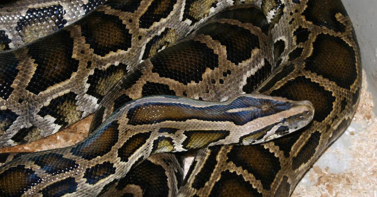 Captured beauty of the Indian Python, or Python molurus in the scientific world.