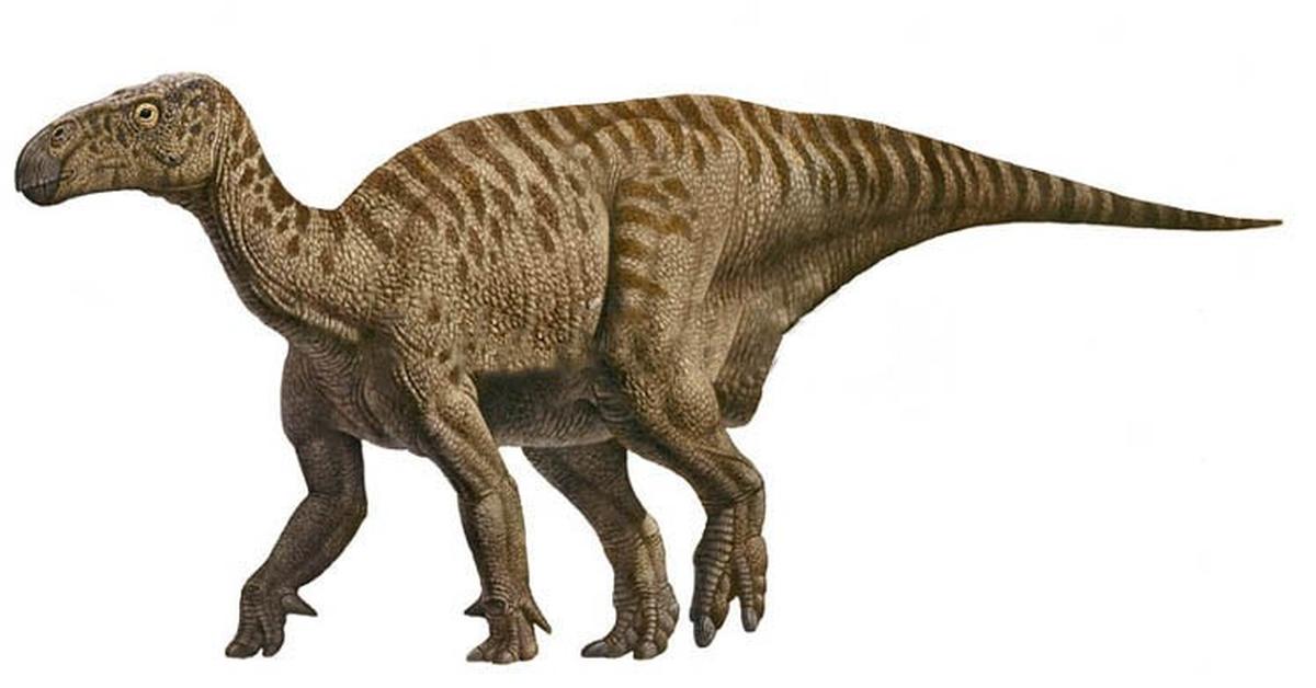 Graceful Iguanodon, a creature with the scientific name Iguanodon.