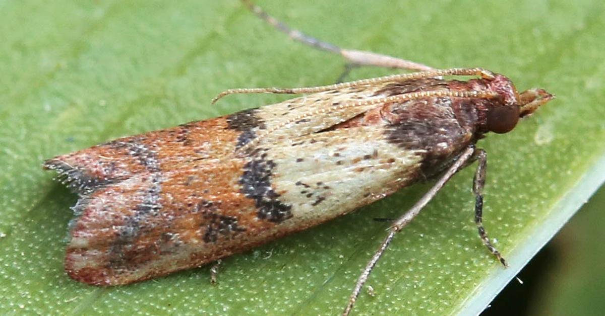 Charming view of the Indianmeal Moth, in Indonesia referred to as Kumbang Jagung India.