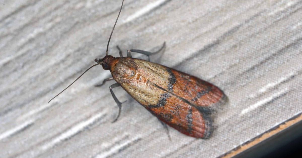 The majestic Indianmeal Moth, also called Kumbang Jagung India in Indonesia, in its glory.