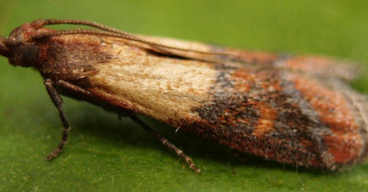 Detailed shot of the Indianmeal Moth, or Plodia interpunctella, in its natural setting.