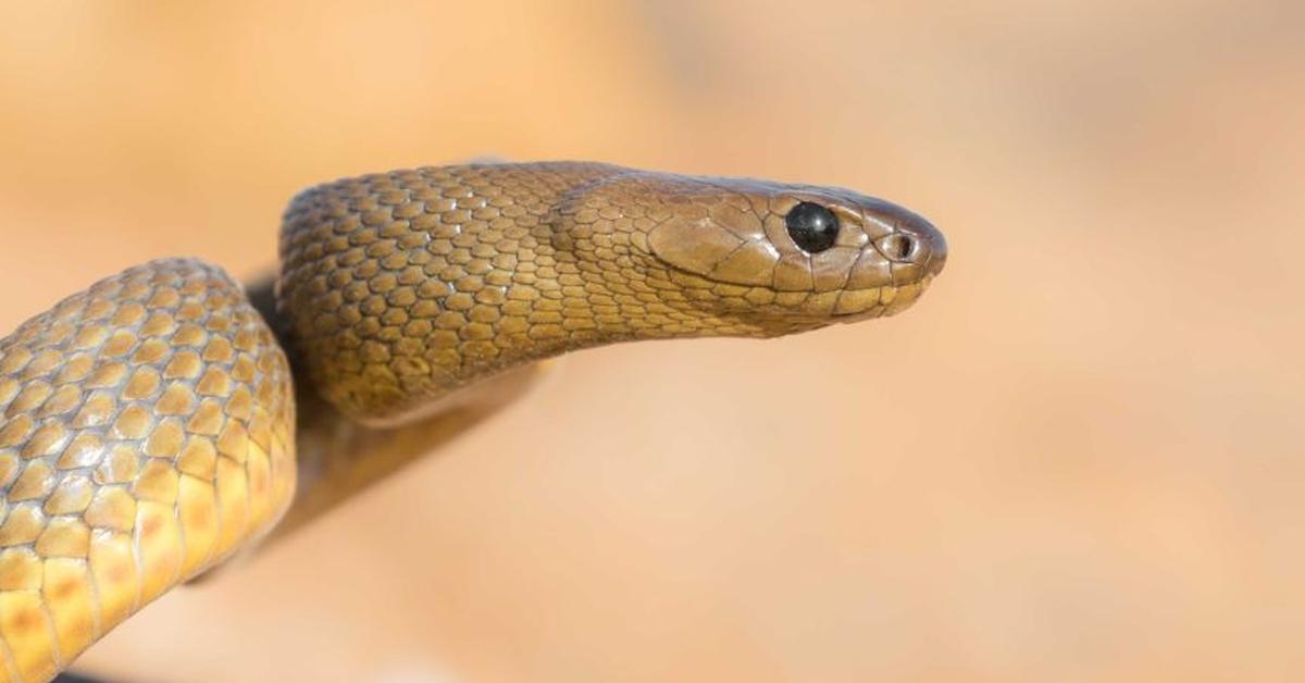 Captivating view of the Inland Taipan, known in Bahasa Indonesia as Taipan Darat.