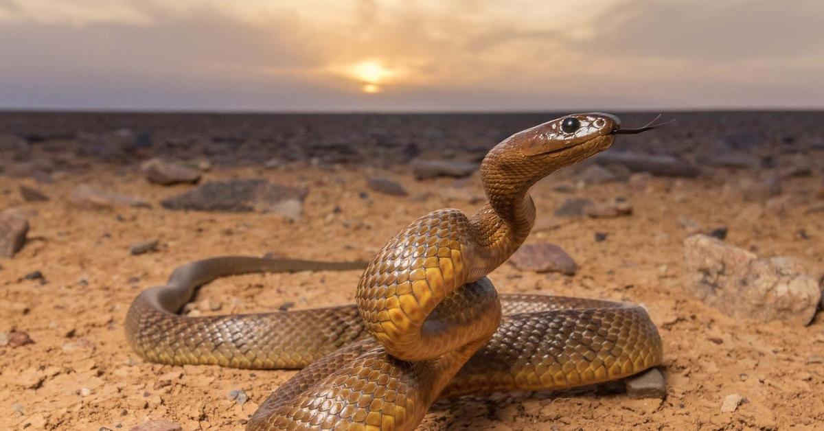 Charming view of the Inland Taipan, in Indonesia referred to as Taipan Darat.