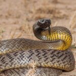 Distinctive Inland Taipan, in Indonesia known as Taipan Darat, captured in this image.