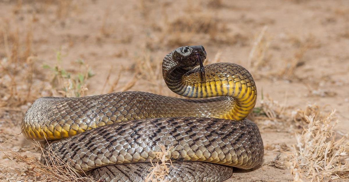 Enchanting Inland Taipan, a species scientifically known as Oxyuranus microlepidotus.