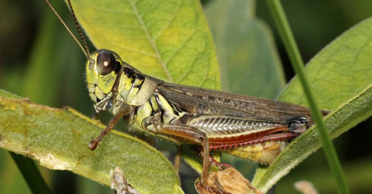 Close-up view of the Insect, known as Serangga in Indonesian.