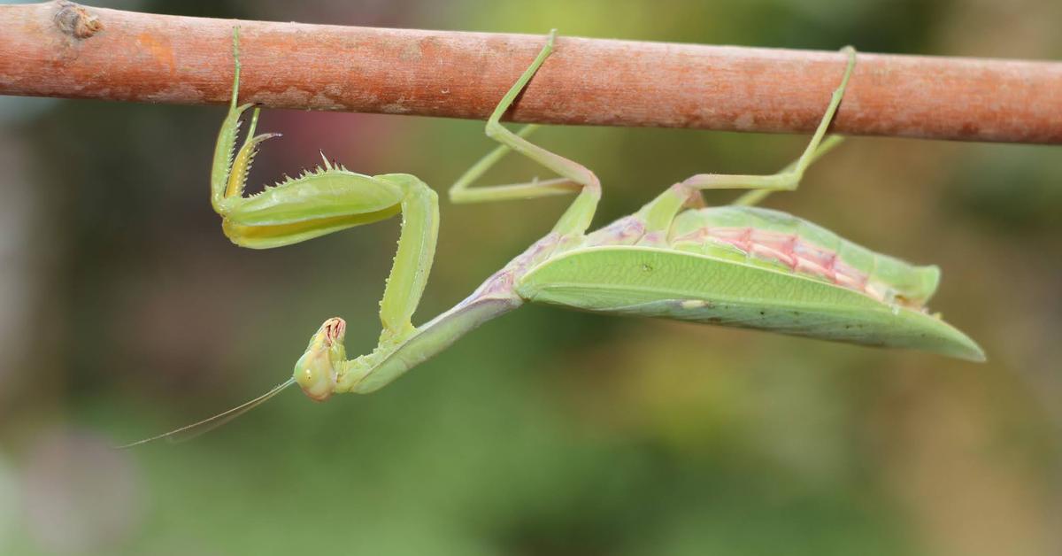 Charming view of the Insect, in Indonesia referred to as Serangga.