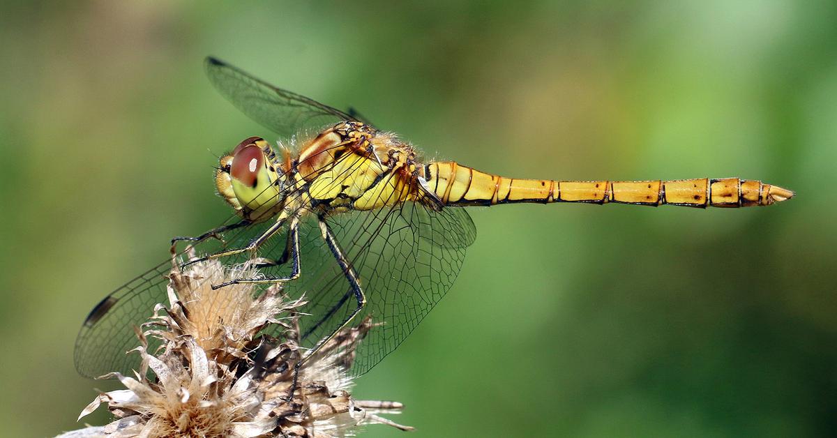 Captured moment of the Insect, in Indonesia known as Serangga.