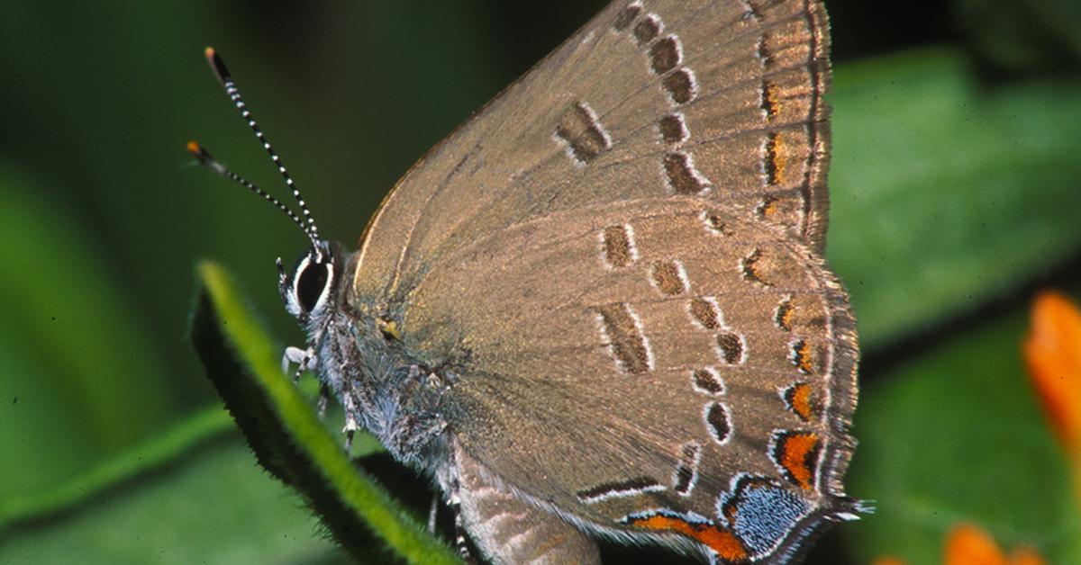 Graceful Insect, a creature with the scientific name Insecta.