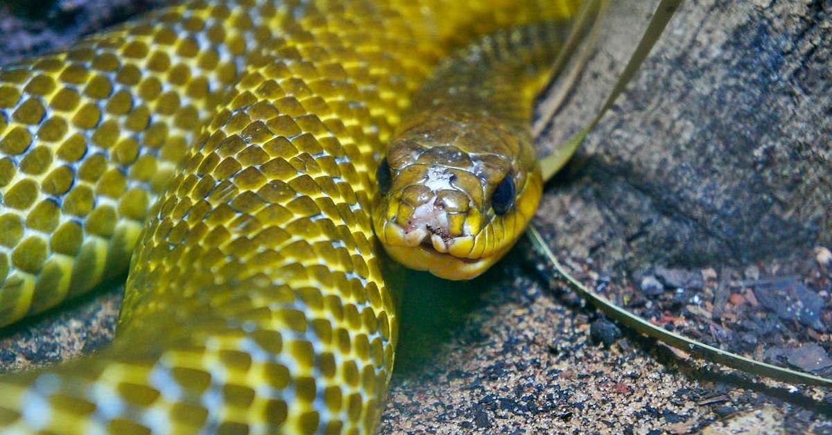 A beautiful representation of the Indigo Snake, scientifically Drymarchon.