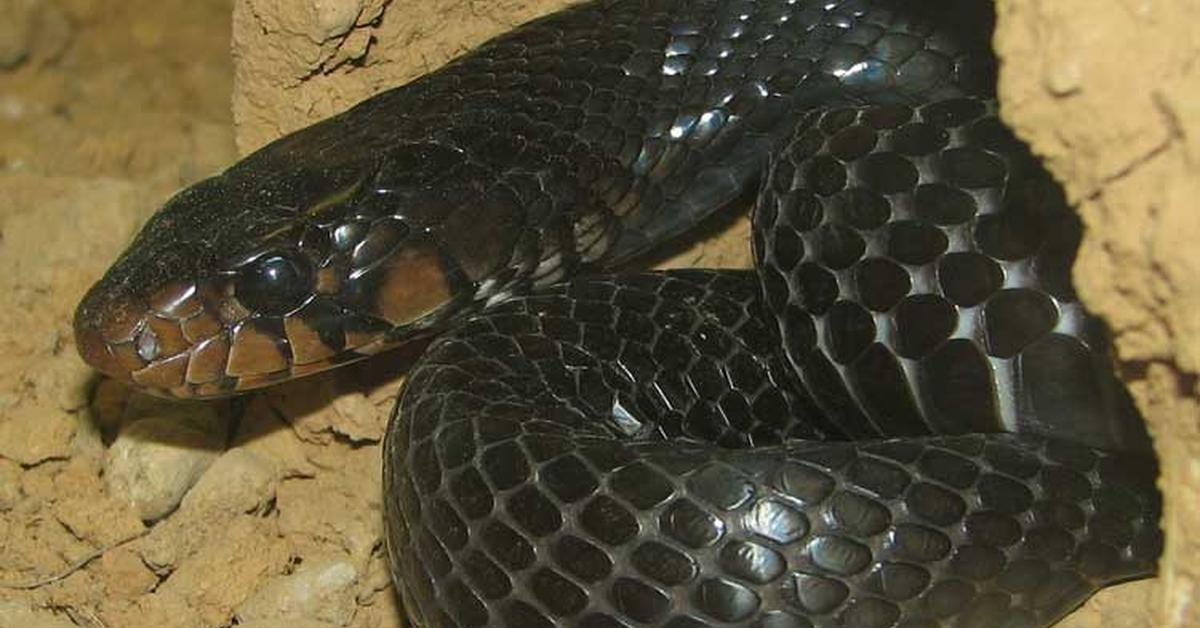 The remarkable Indigo Snake (Drymarchon), a sight to behold.