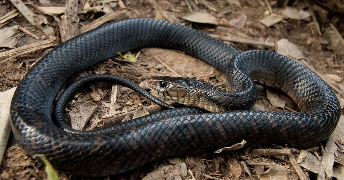 Captivating shot of the Indigo Snake, or Ular Indigo in Bahasa Indonesia.