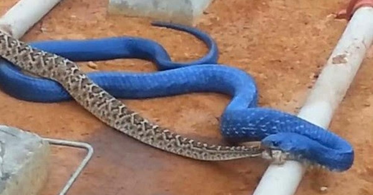 Photograph of the unique Indigo Snake, known scientifically as Drymarchon.