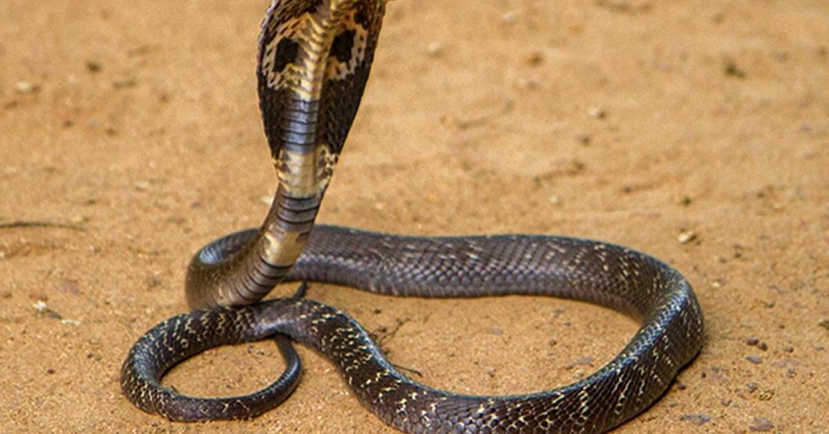 Captivating presence of the Indian Cobra, a species called Naja naja.