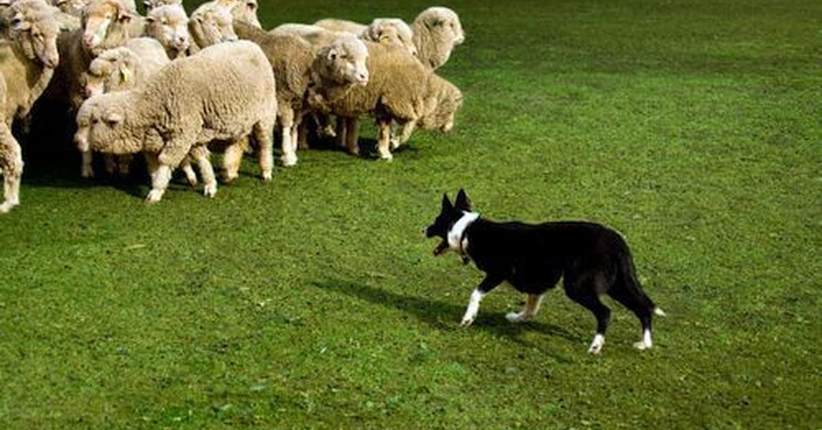 Image of the Icelandic Sheepdog (Canis lupus), popular in Indonesia as Anjing Gembala Islandia.