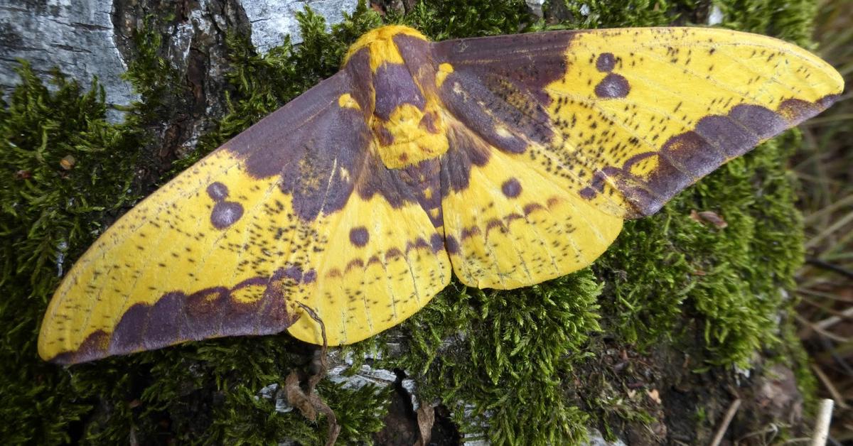 The Imperial Moth, a beautiful species also known as Ulat Kaisar in Bahasa Indonesia.