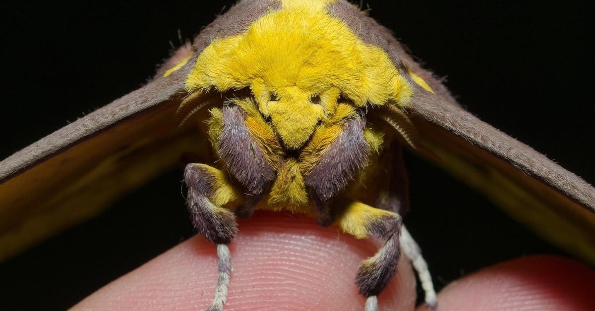 Unique portrayal of the Imperial Moth, also called Ulat Kaisar in Bahasa Indonesia.