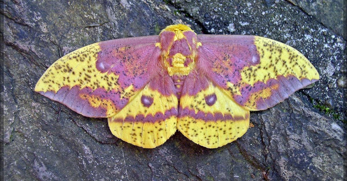 Captured beauty of the Imperial Moth, or Eacles imperialis in the scientific world.