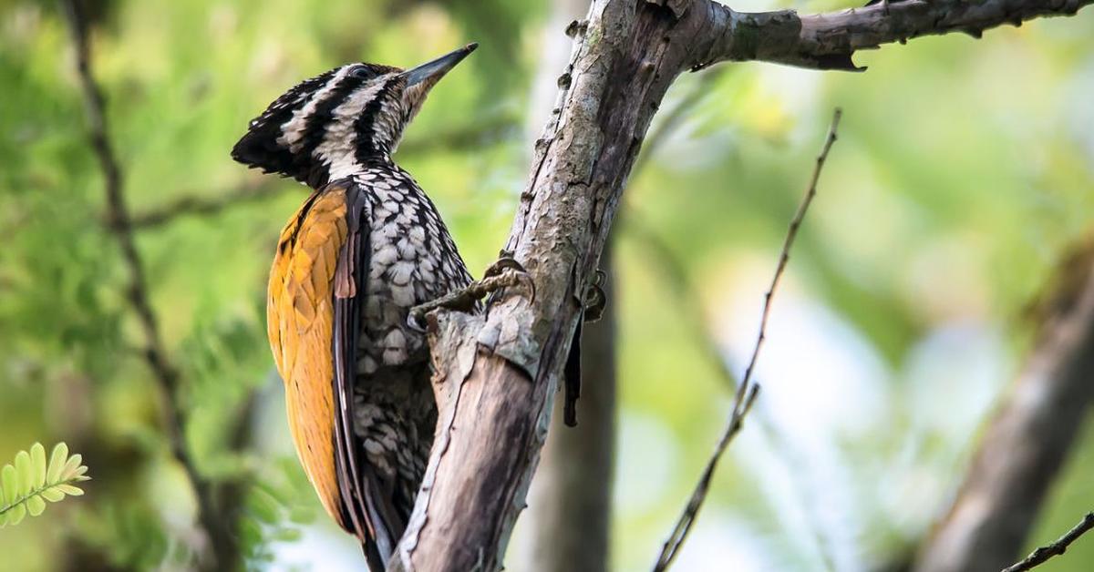 Close-up view of the Ivory-Billed Woodpecker, known as Burung Pelatuk Gading-Billed in Indonesian.