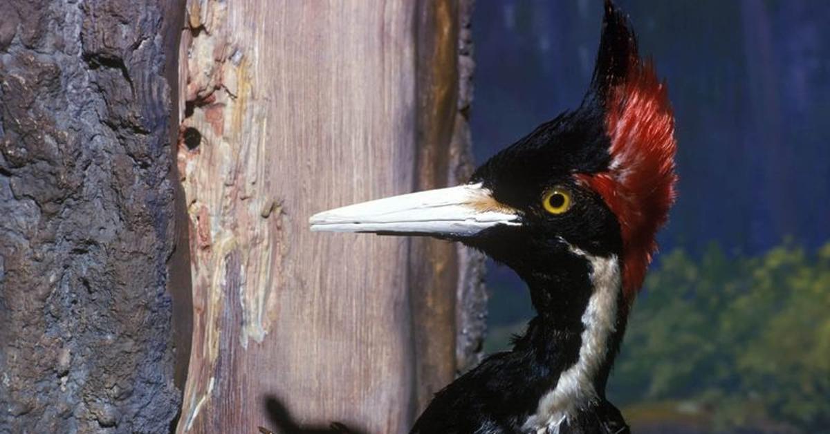 Image showcasing the Ivory-Billed Woodpecker, known in Indonesia as Burung Pelatuk Gading-Billed.