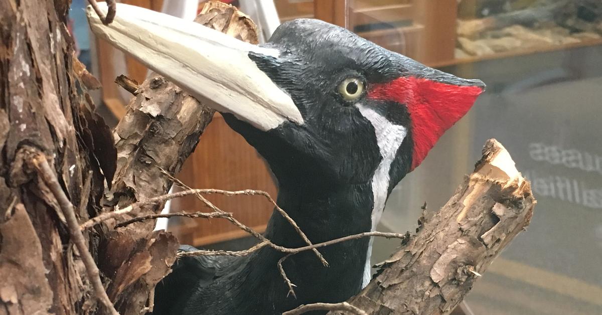 Close-up view of the Ivory-Billed Woodpecker, known as Burung Pelatuk Gading-Billed in Indonesian.