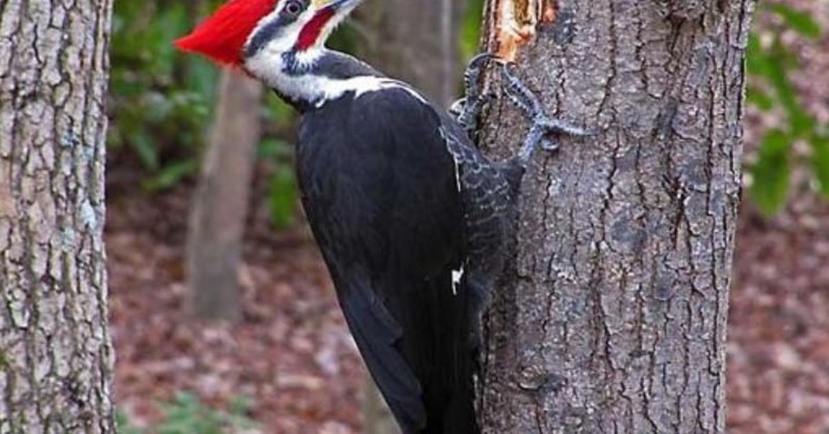 Insightful look at the Ivory-Billed Woodpecker, known to Indonesians as Burung Pelatuk Gading-Billed.