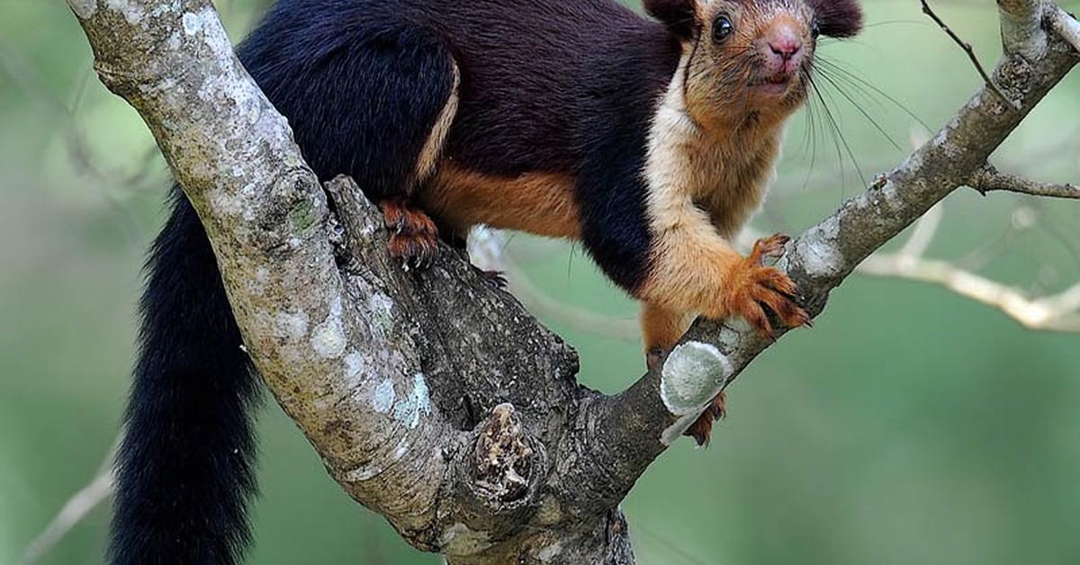 Photograph of the unique Indian Giant Squirrel, known scientifically as Ratufa indica.