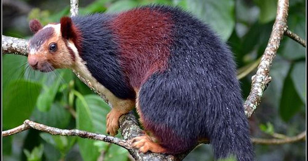 A beautiful representation of the Indian Giant Squirrel, scientifically Ratufa indica.