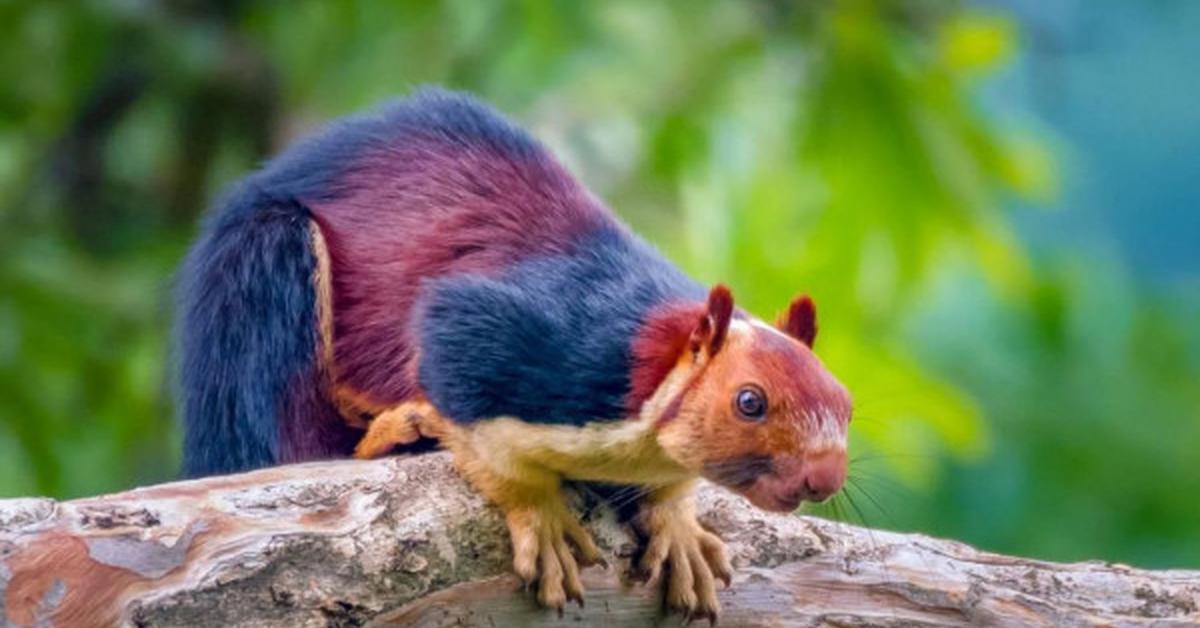 Captured elegance of the Indian Giant Squirrel, known in Indonesia as Tupai Raksasa India.