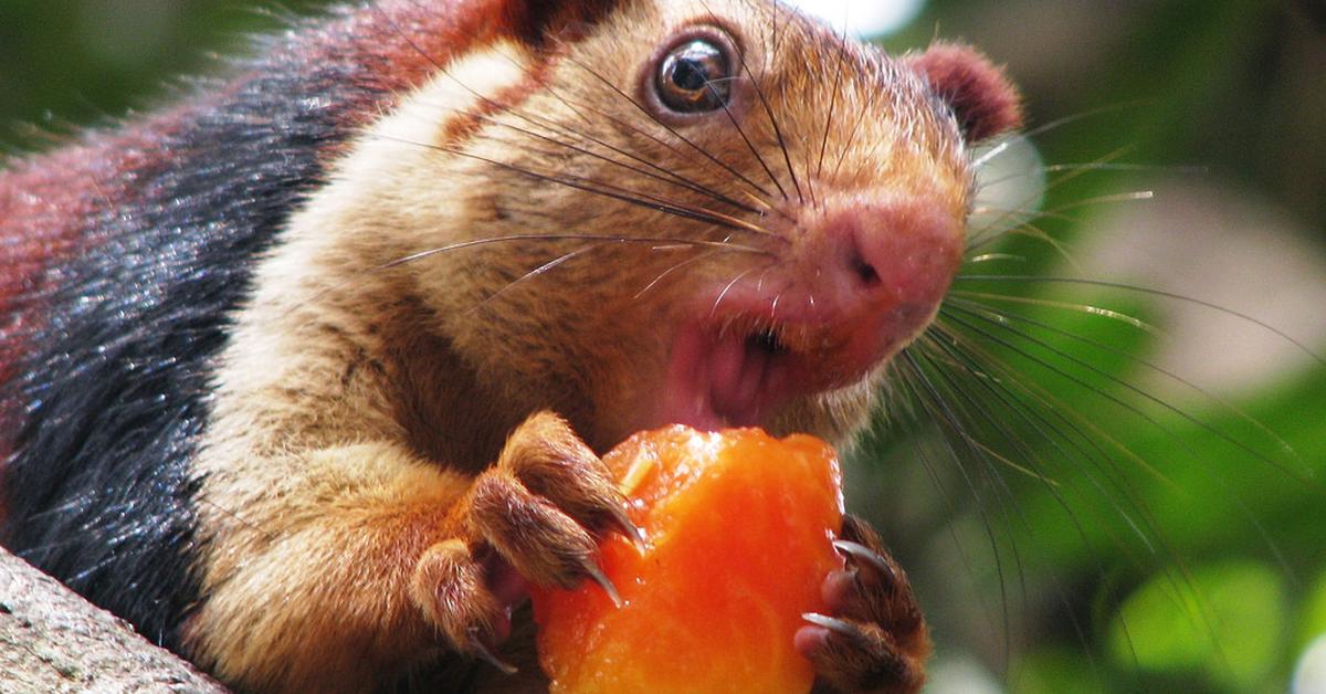 Visual of Indian Giant Squirrel, or Tupai Raksasa India in Indonesian, showcasing its beauty.