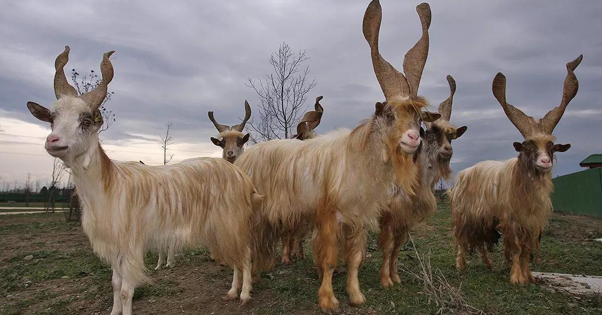 Glimpse of the Ibex, known in the scientific community as Capra.