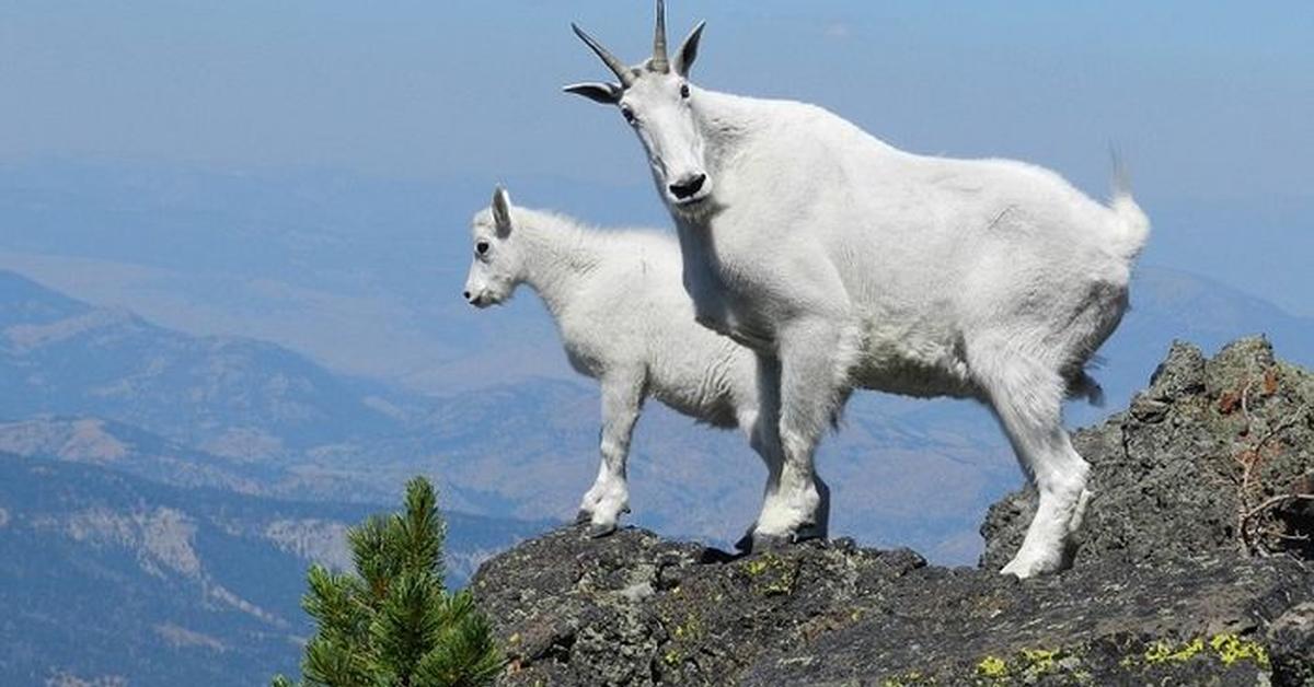 Elegant portrayal of the Ibex, also known as Capra.