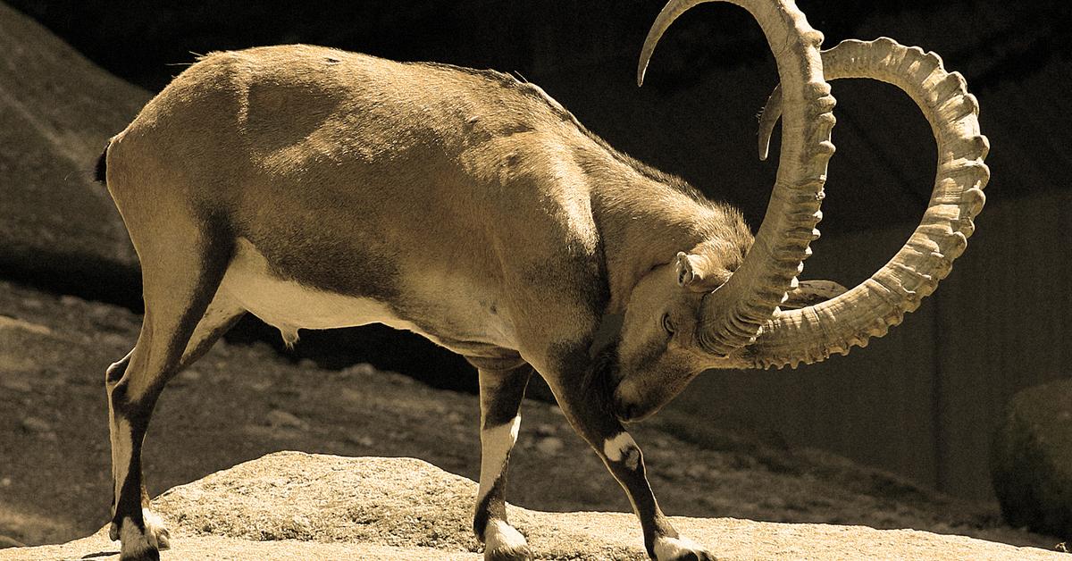 Natural elegance of the Ibex, scientifically termed Capra.